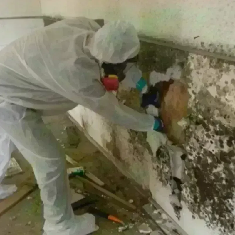 Mold Remediation and Removal in Needville, TX